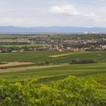 Wein trifft Bibel