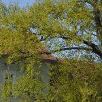 Dorfentwicklungs-Umwelt- und Fremdenverkehrsausschuss